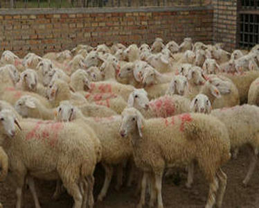 養羊的時候注意了，養羊的必備常識，需要學習